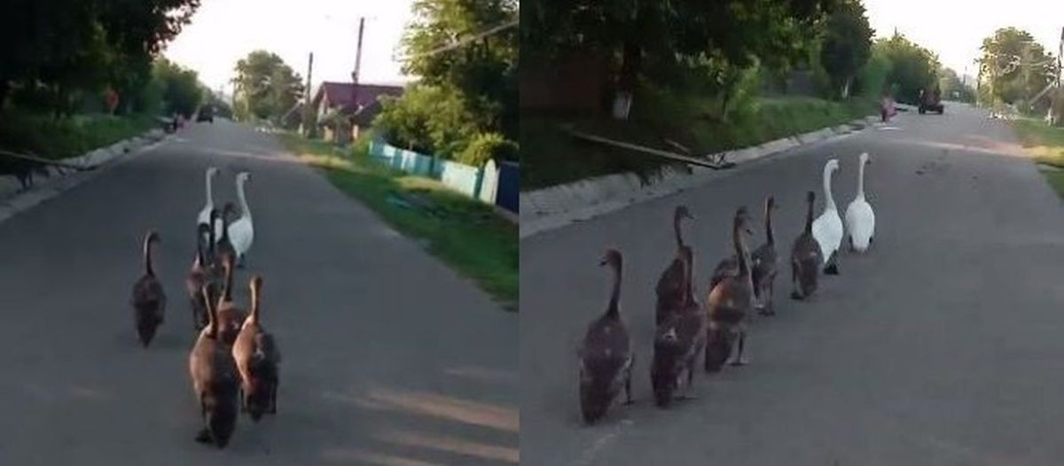Surpriză inedită într-o localitate din Iași. O familie de lebede își plimba puii pe strada principală