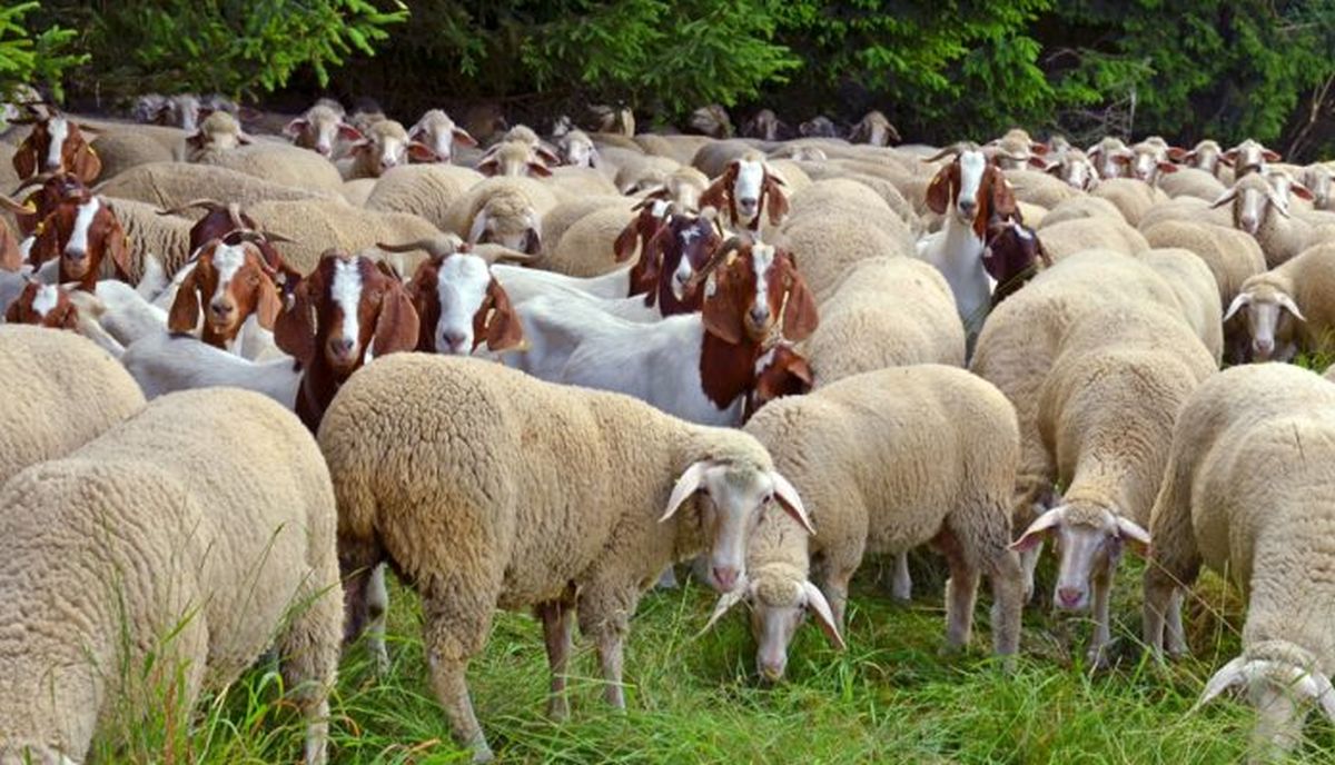 Fermele zootehnice din Iași, verificate de inspectorii APIA. Condiția obligatorie ce trebuie îndeplinită de crescătorii de capre și oi care vor să obțină ajutorul național tranzitoriu