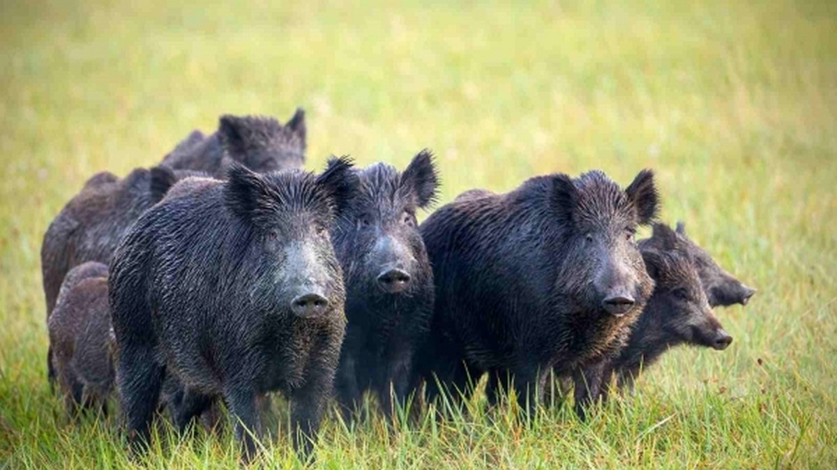 Alertă maximă la Iași! Noi cazuri de pestă porcină africană, descoperite la porcii mistreți! Focarele din gospodăriile ieșenilor au fost închise în totalitate