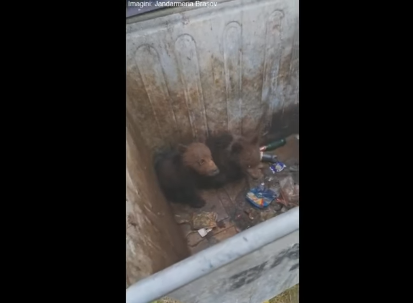 Doi pui de urs au rămas blocați într-un tomberon din Poiana Brașov