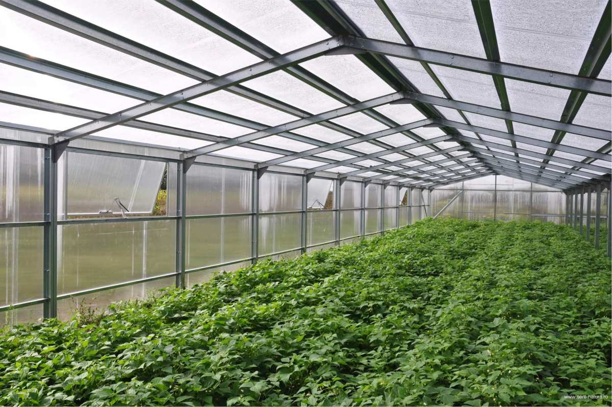 Ieșenii care cultivă produsele agricole ecologice, promovați de Direcția Agricolă și Asociația Rural Development Research Platform! Proiectul este derulat în perioada 2021-2023!