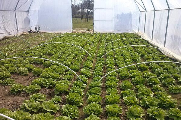 150 de milioane de euro pentru sere și solarii! Anunțul a fost făcut de ministrul Agriculturii