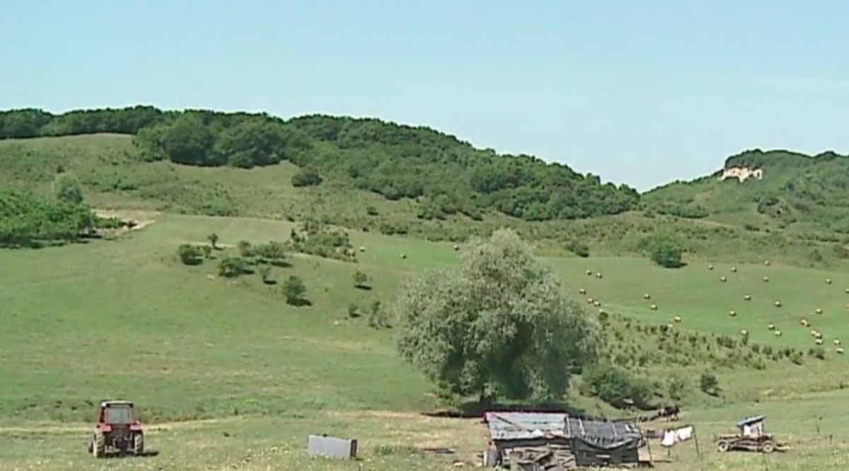 Un alt cioban a fost ucis de urs, în judeţul Mureş. Fiul său cu disperare: „Îi lasă să ne omoare chiar pe toți? Să ne termine?”