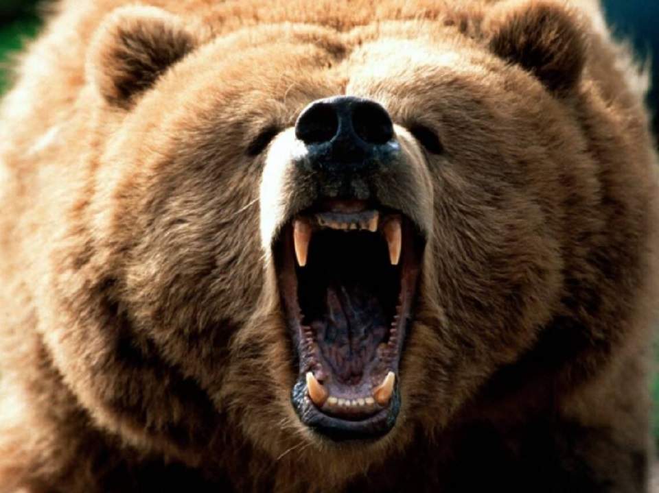 Povestea impresionantă a bărbatului desfigurat de urs la 15 ani. A suferit peste 80 de intervenții chirurgicale