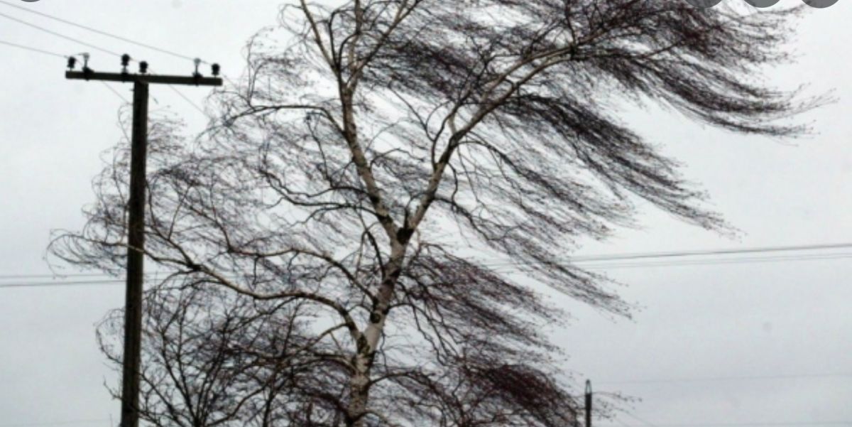 Un copac a căzut pe firele electrice, în Podu Ros. Pompierii intervin la faţa locului – EXCLUSIV