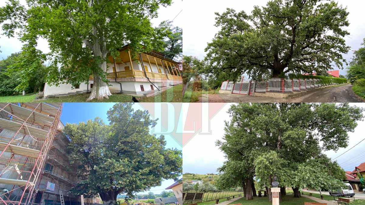 Imagini de colecție cu cei mai speciali arbori din Iași! Povestea fabuloasă a copacilor seculari din cele mai ascunse locuri ale orașului – GALERIE FOTO, DOCUMENT