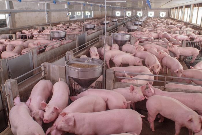 Focare de pestă porcină în Olt. Luni, 30.000 de porci vor fi uciși