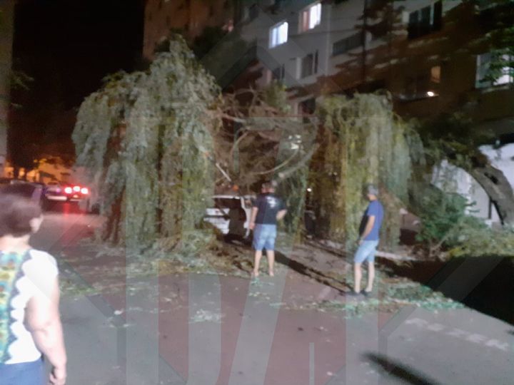 O salcie a căzut în zona Alexandru din Iași. Pompierii s-au deplasat la fața locului pentru a elibera zona – Exclusiv, Galerie Foto, Video