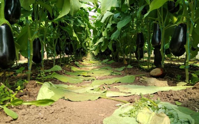 Agricultorii se vaită de supra-producție la vinete! Sunt nevoiți să le arunce la gunoi pentru că nu reușesc să le vândă
