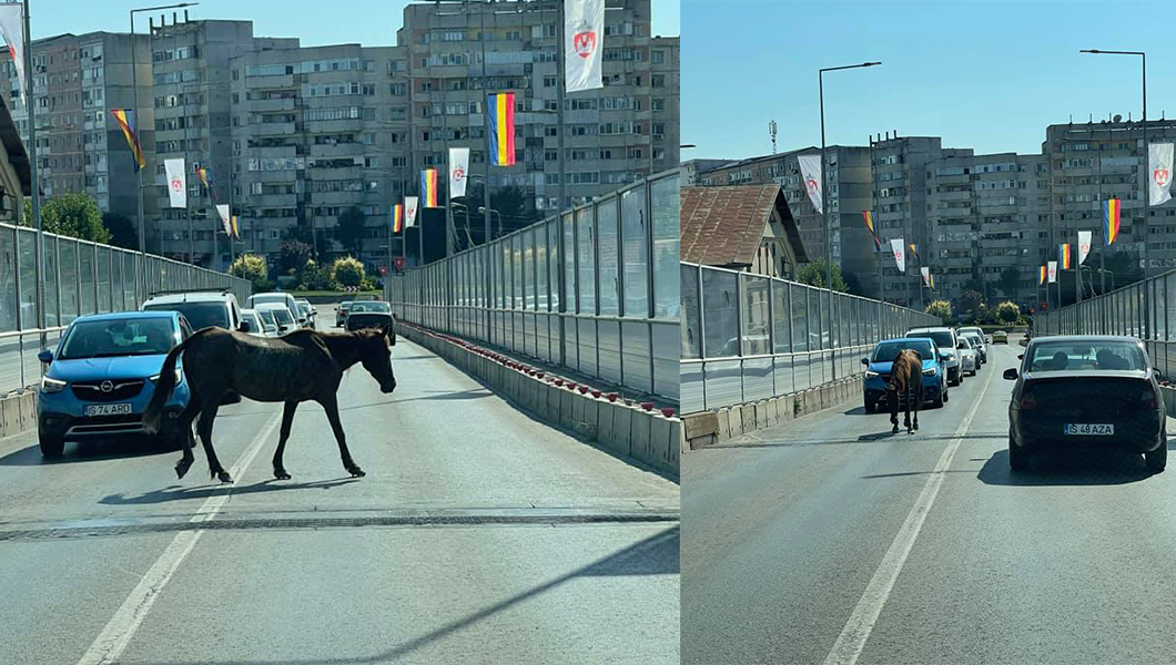 Şoferii care au tranzitat pasarela Octav Băncilă din municipiul Iași au avut parte de o surpriză! Un cal le-a ieșit în cale – FOTO