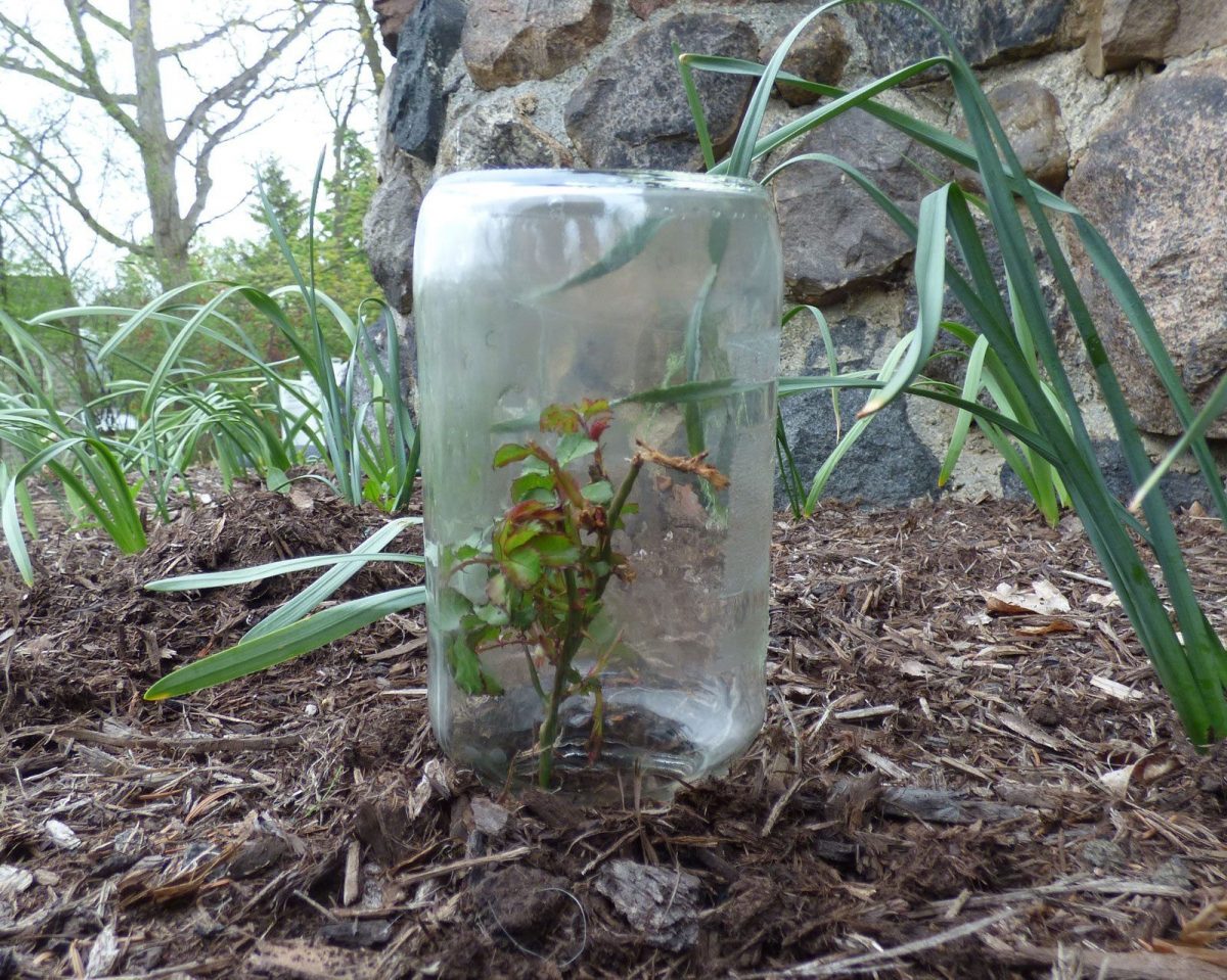 Când se plantează trandafirii sub sticlă: Ce ne sfătuiesc horticultorii