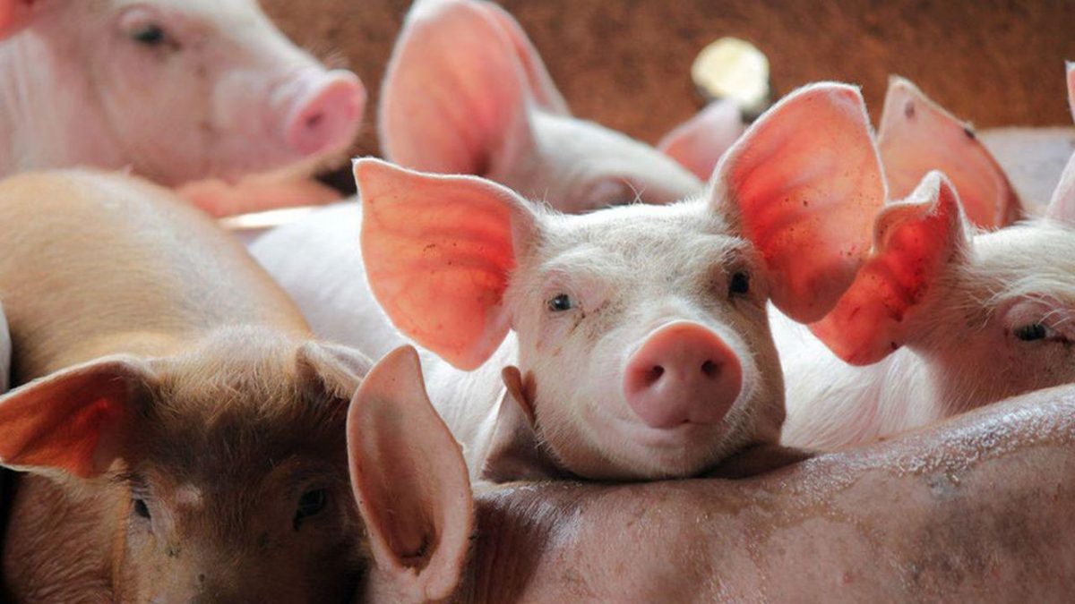 Cât costă kilogramul de carne de porc, în iarna anului 2021. Sătenii au fost luați cu asalt pentru preparate