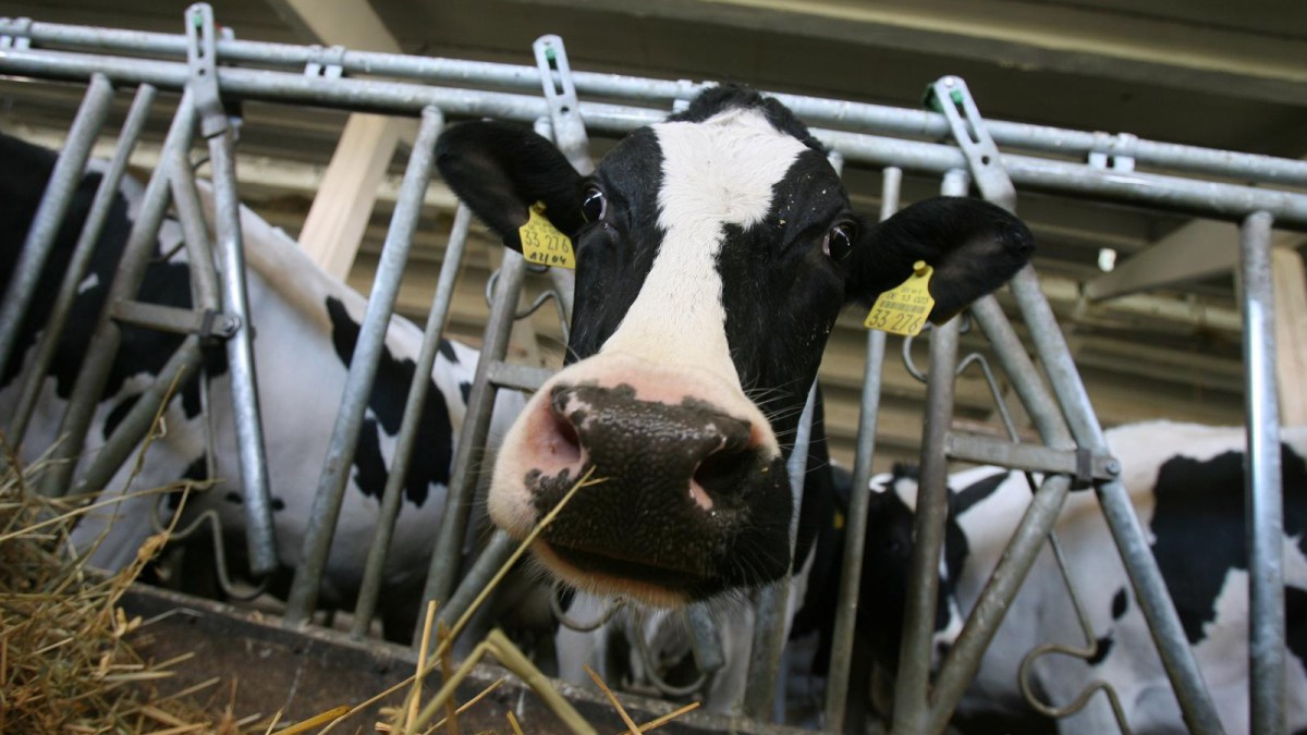 DSVSA Iași a verificat producătorii de furaje pentru animale. Au fost dispuse măsuri pentru remedierea deficiențelor descoperite la operatorii economici din județ