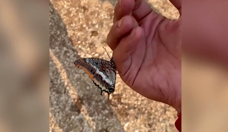 Un fluture bea apă din mâna unuia dintre pompierii care se luptă cu flăcările în Kizildag, Turcia – VIDEO