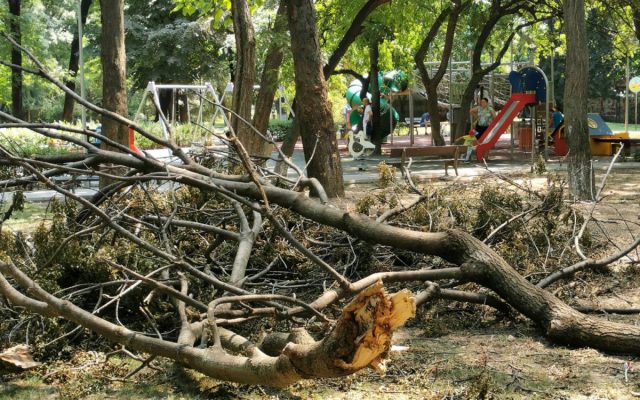 Renumitul parc Cișmigiu din Sectorul 1 din București arată deplorabil! O cunoscută asociație face un apel către cei de la conducerea Capitalei