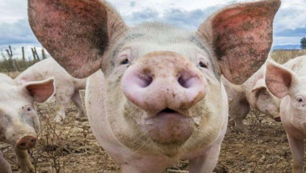 Mii de porci sunt sacrificaţi din cauza apariţiei unui nou focat de pestă porcină