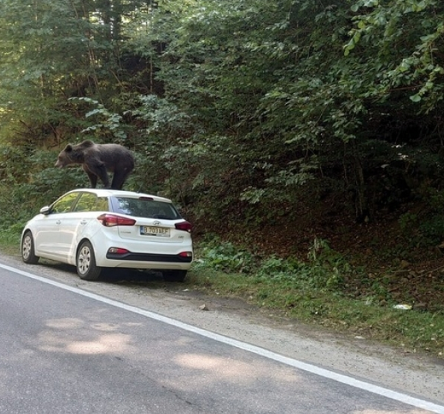 Cum a fost fotografiat un urs pe un traseu din Munții Făgăraș? Gestul făcut a surprins pe toată lumea