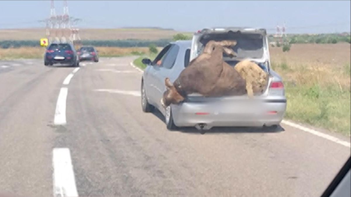O vacă şi un berbec, înghesuiţi în portbagajul unei maşini, pe DN72. Imaginea a ajuns virală