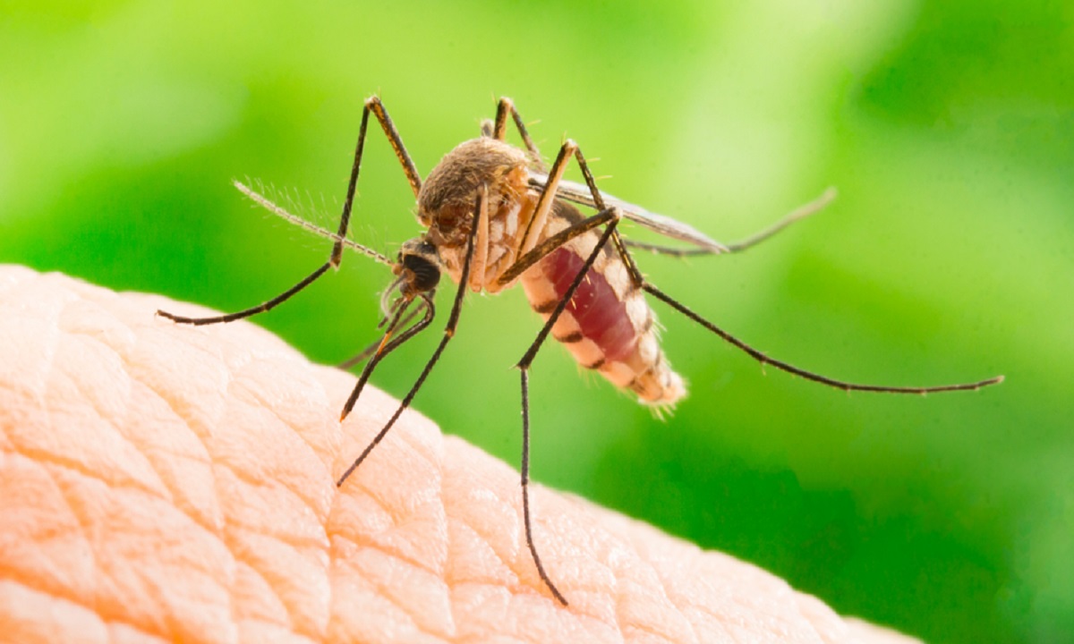 S-a confirmat primul caz de West Nile, în România