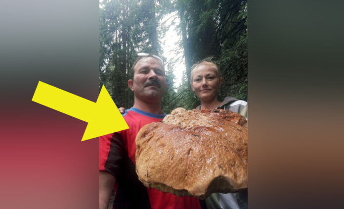 Viorel a găsit o ciupercă uriaşă pe Transfagarasan. Ce era, de fapt: a aruncat-o imediat