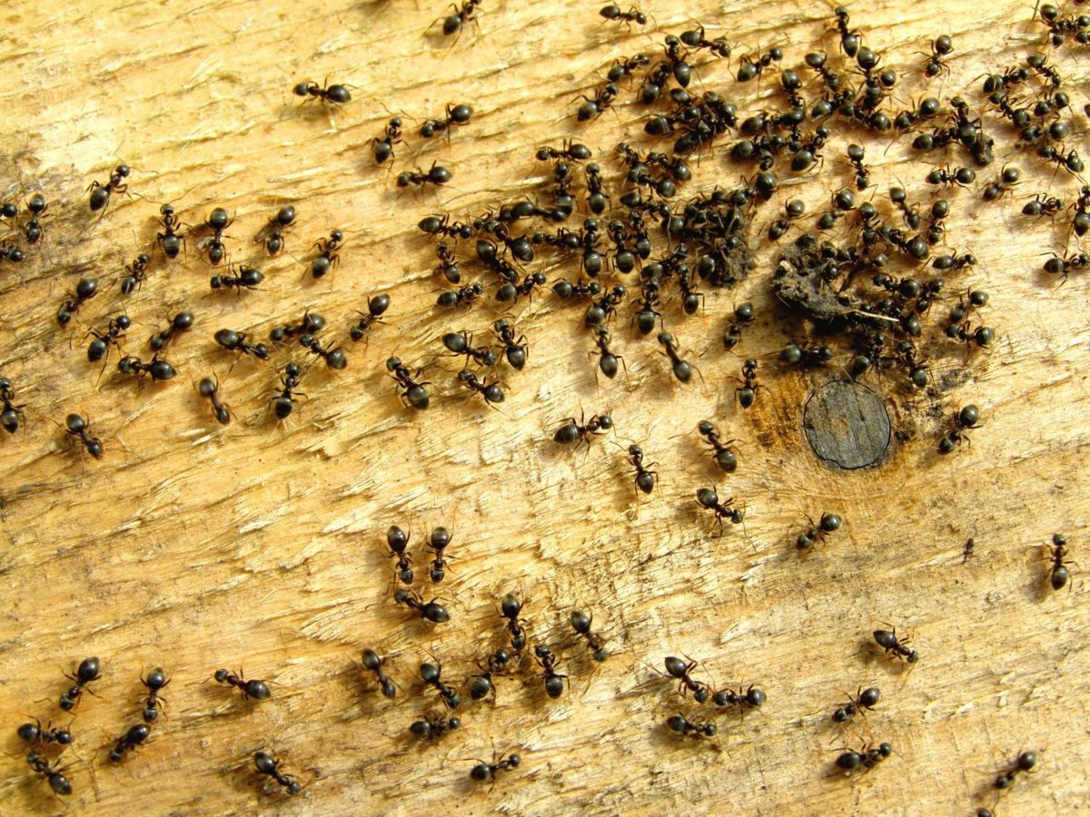 Invazie de furnici în casă: Cum să scapi de insecte cu soluții simple și eficiente