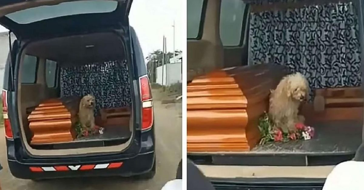 Un câine a rămas lângă proprietara decedată până la înmormântare. Un exemplu de loialitate rar întâlnită