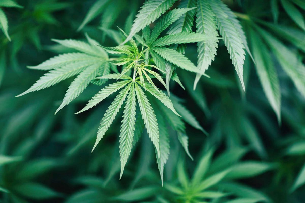 Tarabe cu icoane și ciocolată cu marijuana la Salina Praid. Preot: ”Nu e drog, e cânepă. E unsă cu dragoste”