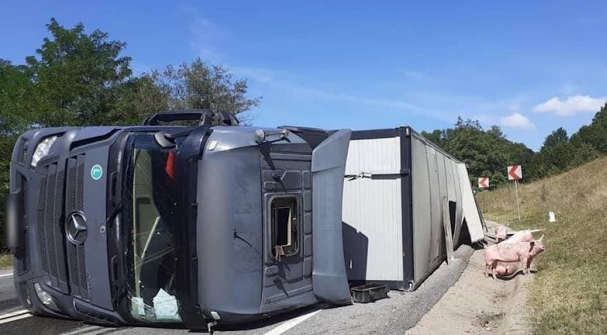 Un tir încărcat cu 100 de porci vii s-a răsturnat pe DN1