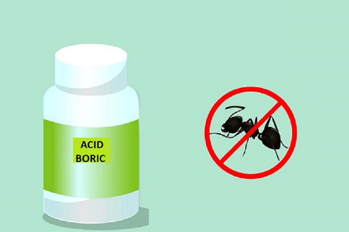 Acid boric pentru gândaci: Cu msă scapi de această problemă în doar câteva zile