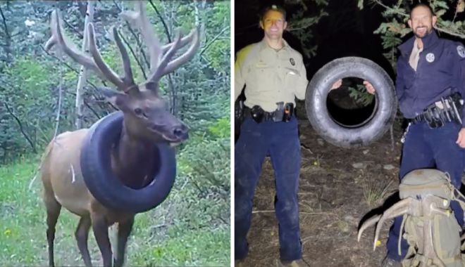 Unui elan i-au fost tăiate coarnele pentru a-i fi scos un cauciuc ce îl avea în jurul gâtului! Gest de neînţeles făcut de pădurari – FOTO