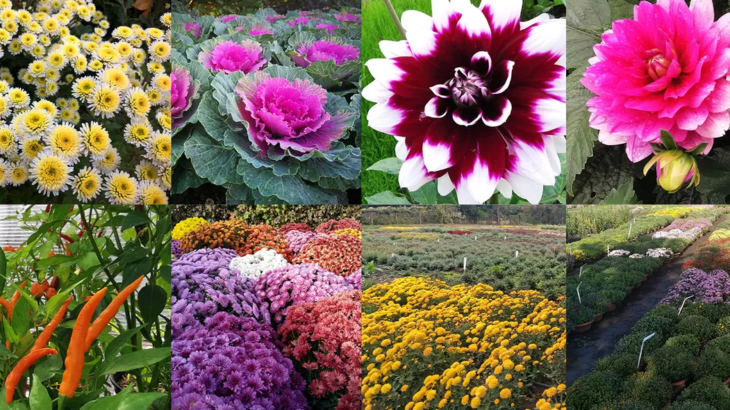 Iată care sunt condiţii pentru a putea participa la expoziţia de flori, fructe și semințe „Flori de toamnă 2021”, din Grădina Botanică „Anastasie Fătu” Iaşi