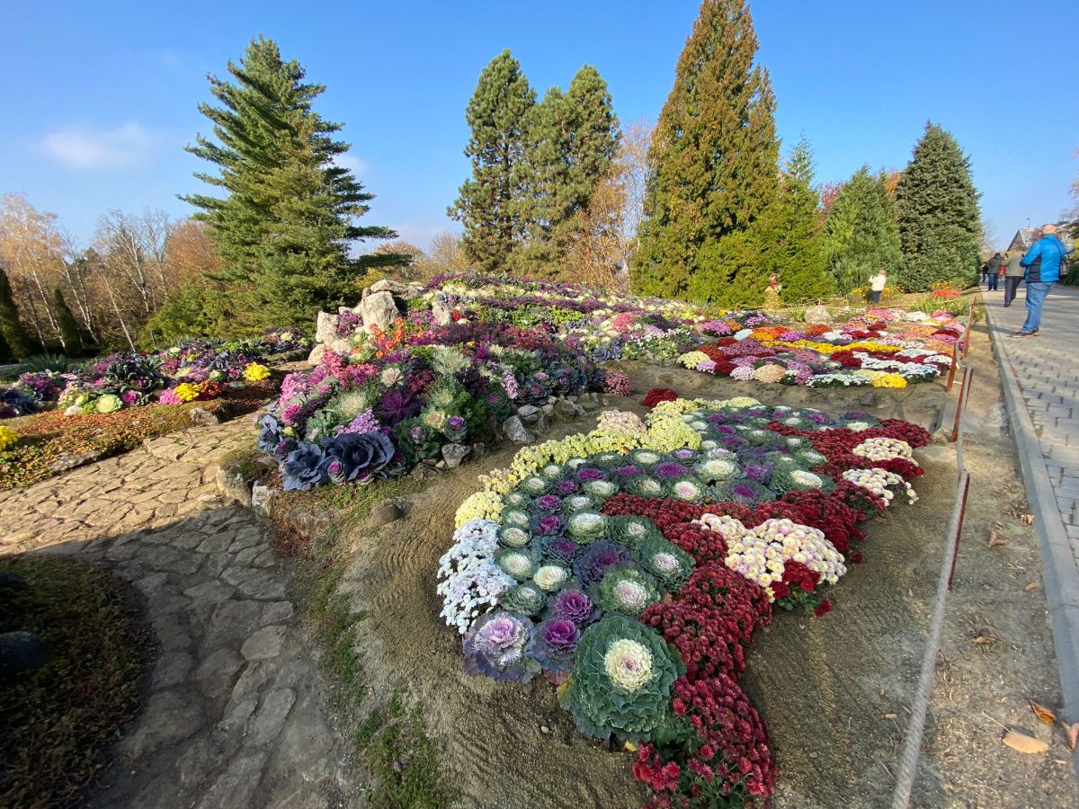 Imagini de o splendoare și naturalețe rară, la Iași! A fost deschisă expoziția „Flori de Toamnă”, în Grădina Botanică „Anastasie Fătu”- FOTO