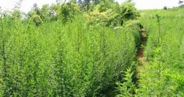 Pelinel, planta minune care alungă cancerul!