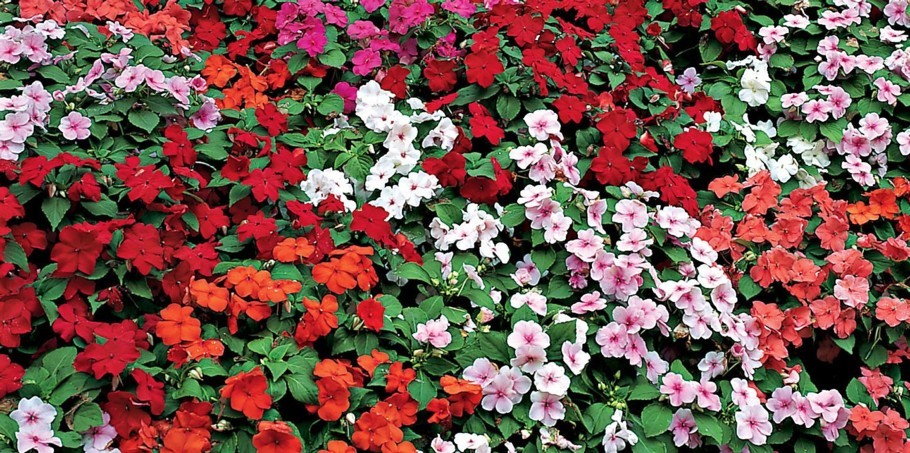 Unde se ține sporul casei: Ce sfaturi ne dau horticultorii