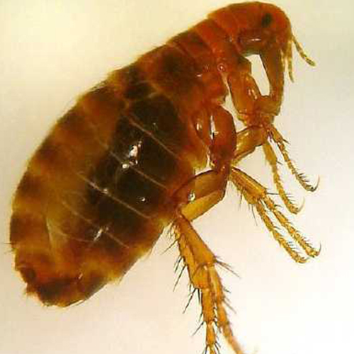 Cum scapi de purici: Remedii simple pentru a scăpa de problemă