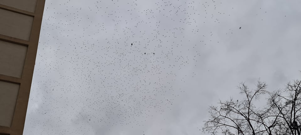 Invazie de ciori în municipiul Iași. Păsările au pus stăpânire pe centrul orașului – GALERIE FOTO