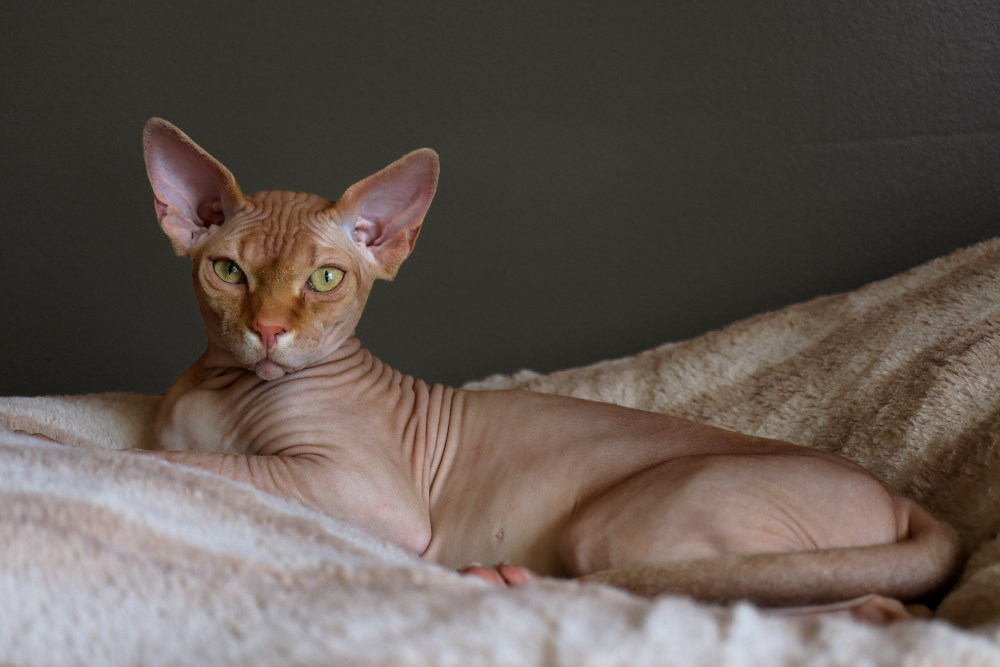 Sphynx, pisica fără păr: Personalitate, îngrijire și alimentație