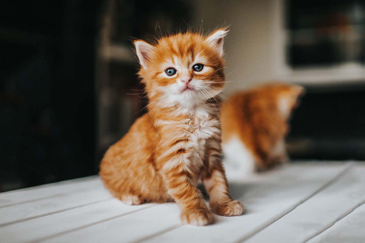 o pisică portocalie pufoasă