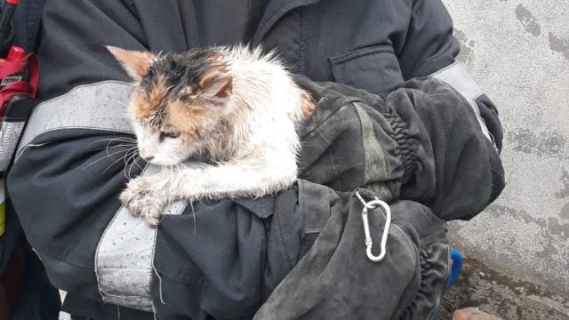 Misiune de salvare a unei pisici căzute într-un canal, în municipiul Iaşi. Pompierii se deplasează la faţa locului