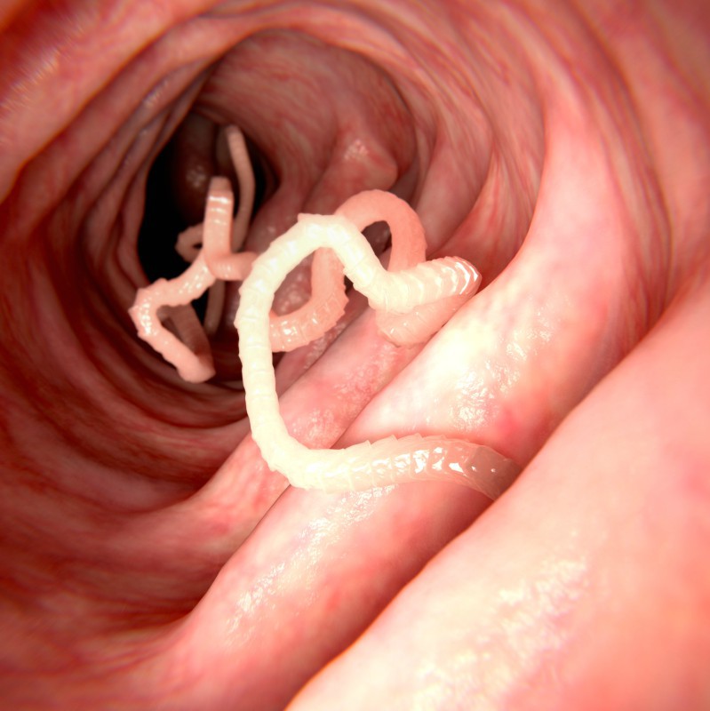 parasitic helminth species simptomele paraziților în stomac