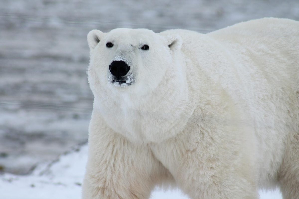 Cel mai bătrân urs polar din Europa a murit. Acesta avea 37 de ani