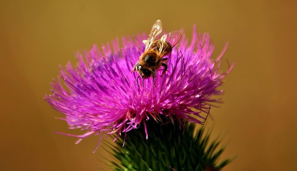 o albină pe armurariu