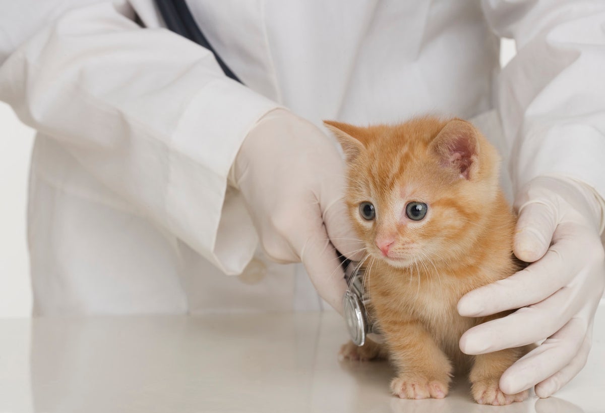 Cum salvezi o pisică intoxicată: Tratamentul intoxicației la animalele de companie