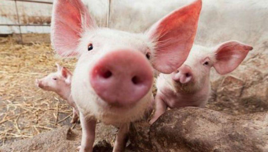 Legea porcului este puternic contestată de țăranii români! O să mergem la supermarket să cumpărăm din Spania, Germania sau Olanda