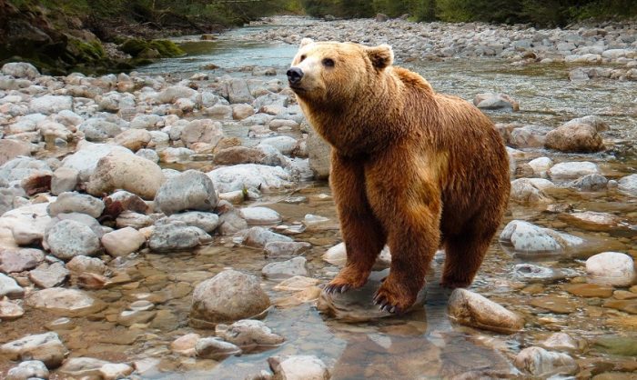 Scandal imens în Parlamentul României pe votul legii urşilor. Parlamentarii UDMR au modificat legea iar animalele pot fi împuşcate şi în afara localităţilor