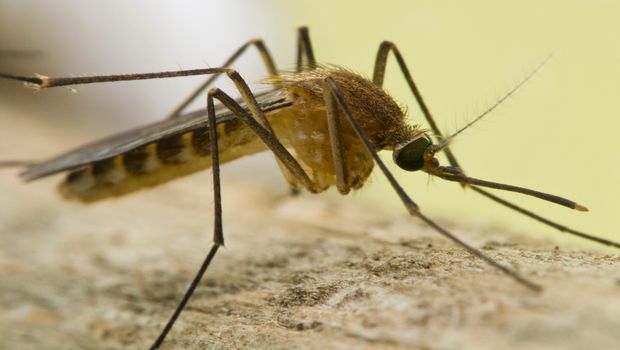 țânțar din specia Culex