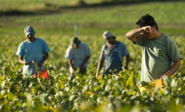 Pandemia de COVID-19 le pune bețe în roate agricultorilor din România