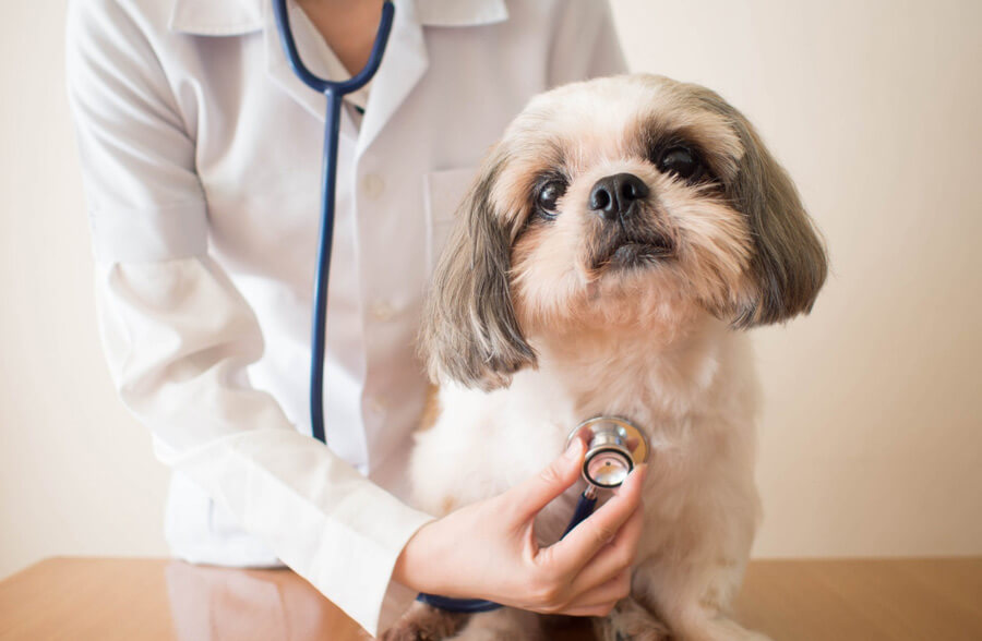 Poți să dai algocalmin la câini? Iată care sunt cele mai toxice medicamente pentru animale