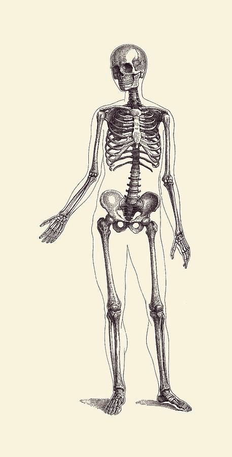 scheletul unui om ce are un contur cu elementele ce il acopera in mod normal