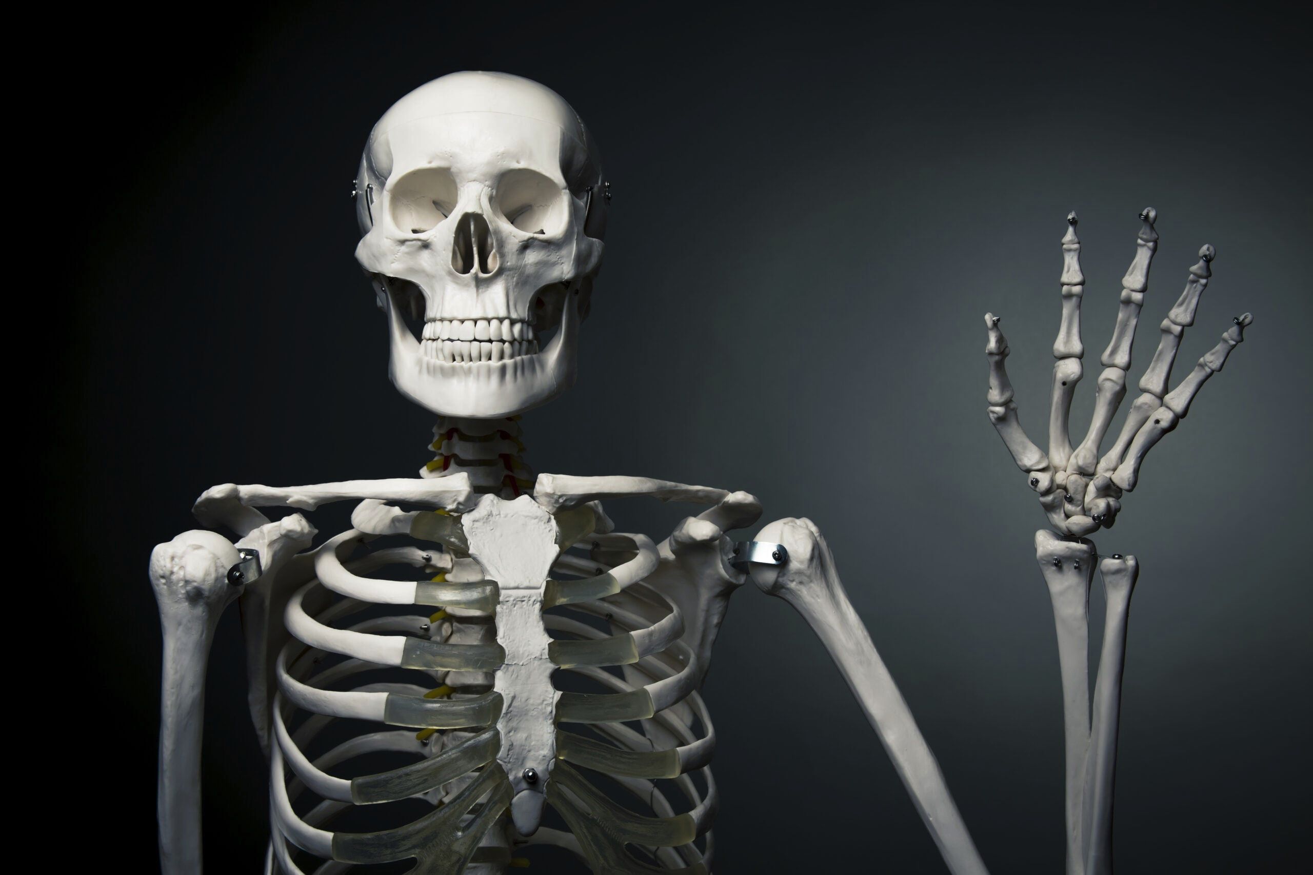 schelet de om pozat din profil in timp ce face cu mana